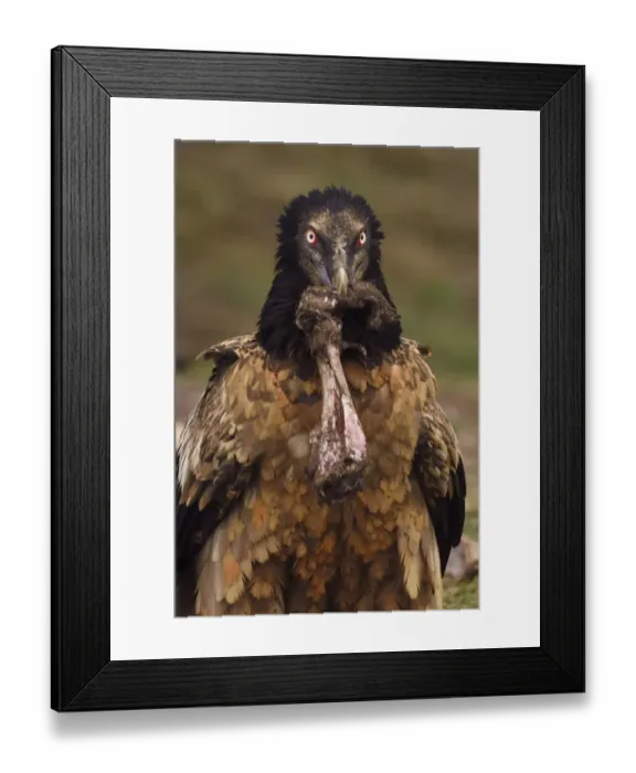 Framed Print : Lammergeier (Gypaetus barbatus) juvenile with animal bone at feeding and wildlife watching site Framed Print : Lammergeier (Gypaetus barbatus) juvenile with animal bone at feeding and wildlife watching site