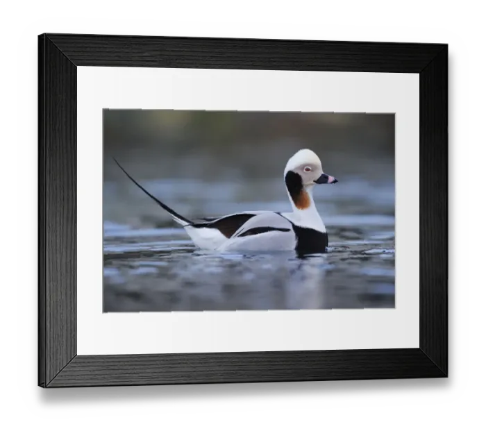 Framed Print : Long-tailed duck (Clangula hyemalis) Batsfjord village harbour, Varanger Peninsula, Norway, March Framed Print : Long-tailed duck (Clangula hyemalis) Batsfjord village harbour, Varanger Peninsula, Norway, March