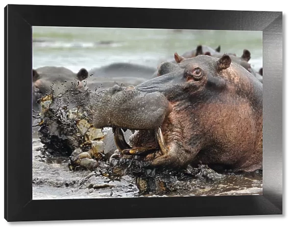 Hippopotamus (Hippopotamus amphibius) bull emerging from water to charge, iSimangaliso Wetland Park