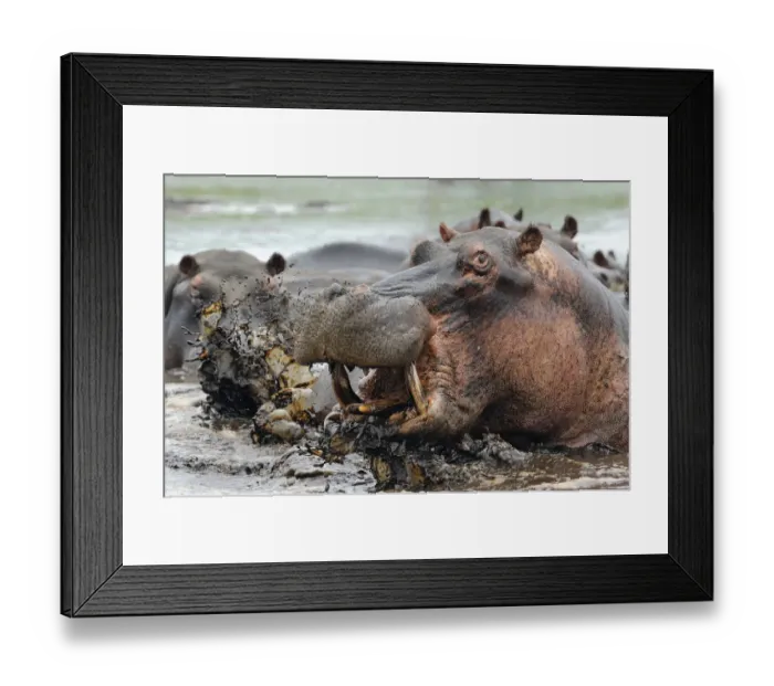 Framed Print : Hippopotamus (Hippopotamus amphibius) bull emerging from water to charge, iSimangaliso Wetland Park Framed Print : Hippopotamus (Hippopotamus amphibius) bull emerging from water to charge, iSimangaliso Wetland Park
