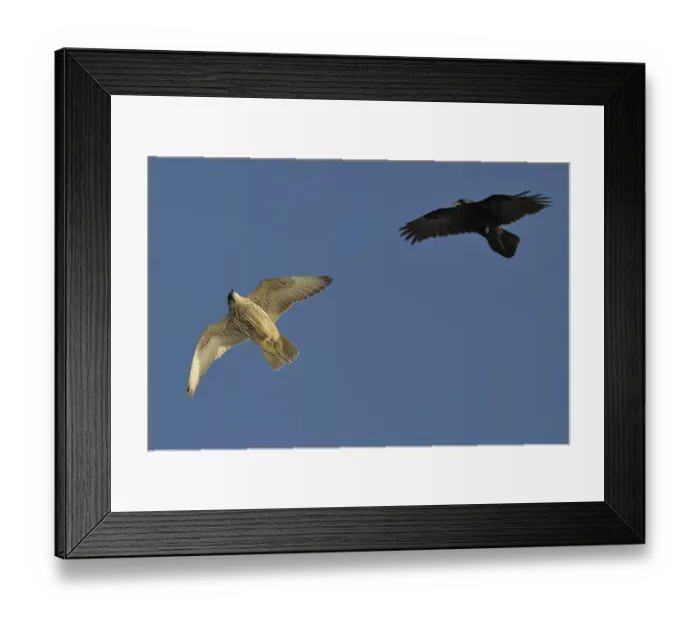 Framed Print : Raven (Corvus corax) mobbing Gyrfalcon (Falco rusticolus), Hornoya Island, Varanger Peninsula Framed Print : Raven (Corvus corax) mobbing Gyrfalcon (Falco rusticolus), Hornoya Island, Varanger Peninsula