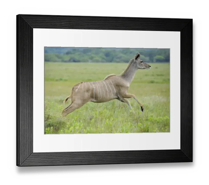 Framed Print : Greater kudu (Tragelaphus strepsiceros) female running, St Lucia Wetlands National Park Framed Print : Greater kudu (Tragelaphus strepsiceros) female running, St Lucia Wetlands National Park