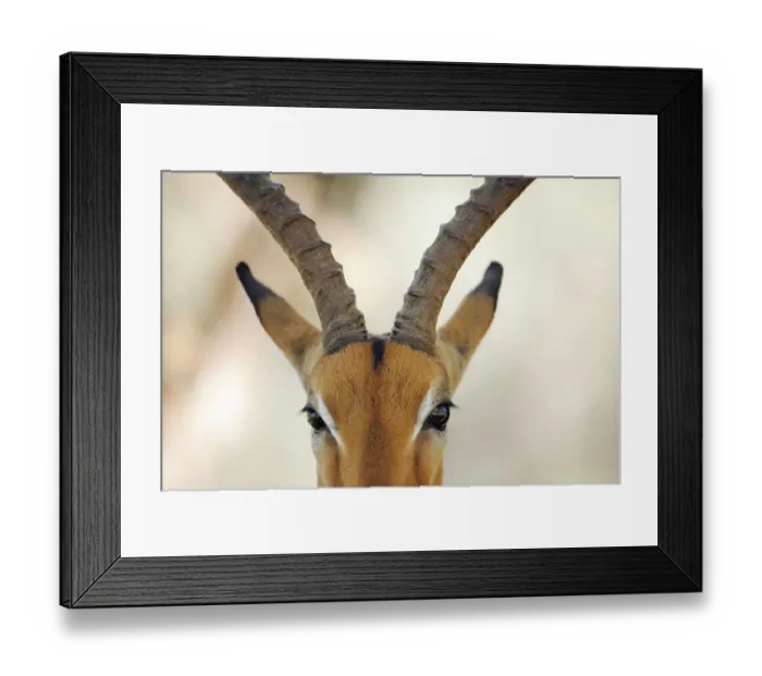 Framed Print : Impala antelope (Aepyceros melampus) close up of face, iMfolozi National Park, South Framed Print : Impala antelope (Aepyceros melampus) close up of face, iMfolozi National Park, South