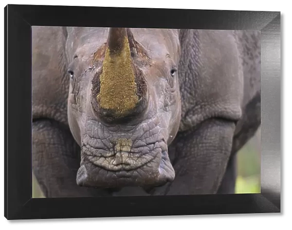 White rhinoceros (Ceratotherium simum) close up portrait, iMfolozi National Park