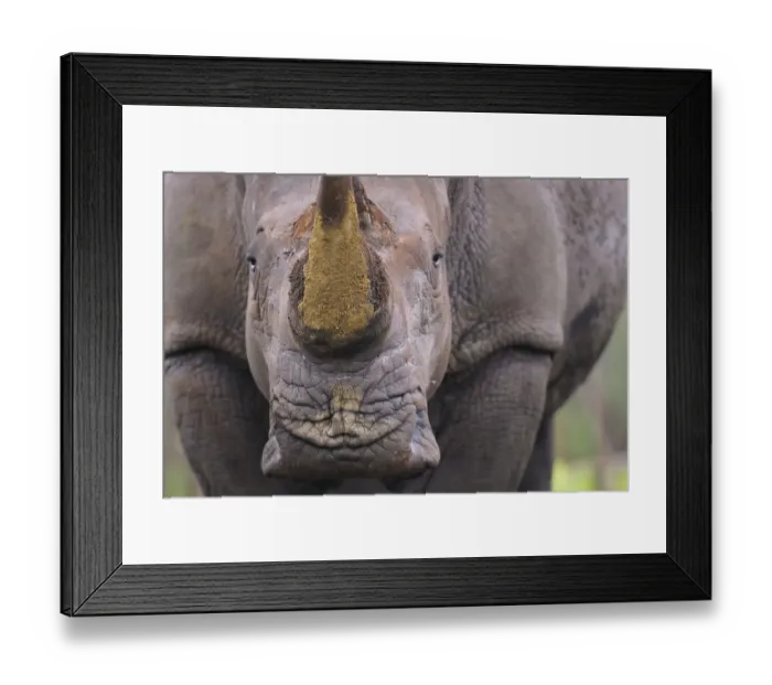 Framed Print : White rhinoceros (Ceratotherium simum) close up portrait, iMfolozi National Park