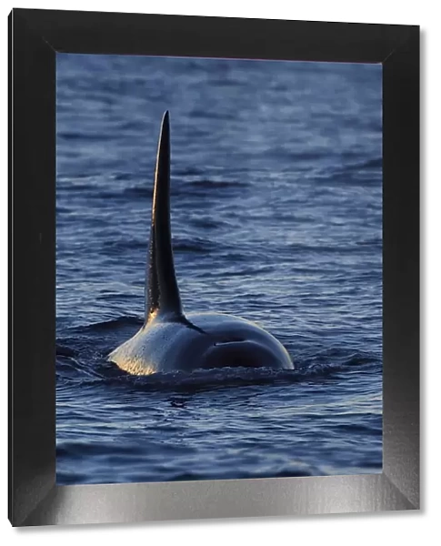 Orca  /  Killer whale (Orcinus orca) surfacing, showing dorsal fin from the front, Senja