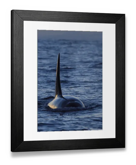 Framed Print : Orca / Killer whale (Orcinus orca) surfacing, showing dorsal fin from the front, Senja Framed Print : Orca / Killer whale (Orcinus orca) surfacing, showing dorsal fin from the front, Senja