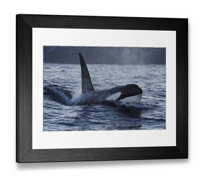 Framed Print : Orca / Killer whale (Orcinus orca) surfacing, Senja, Troms County, Norway, Scandinavia, January Framed Print : Orca / Killer whale (Orcinus orca) surfacing, Senja, Troms County, Norway, Scandinavia, January