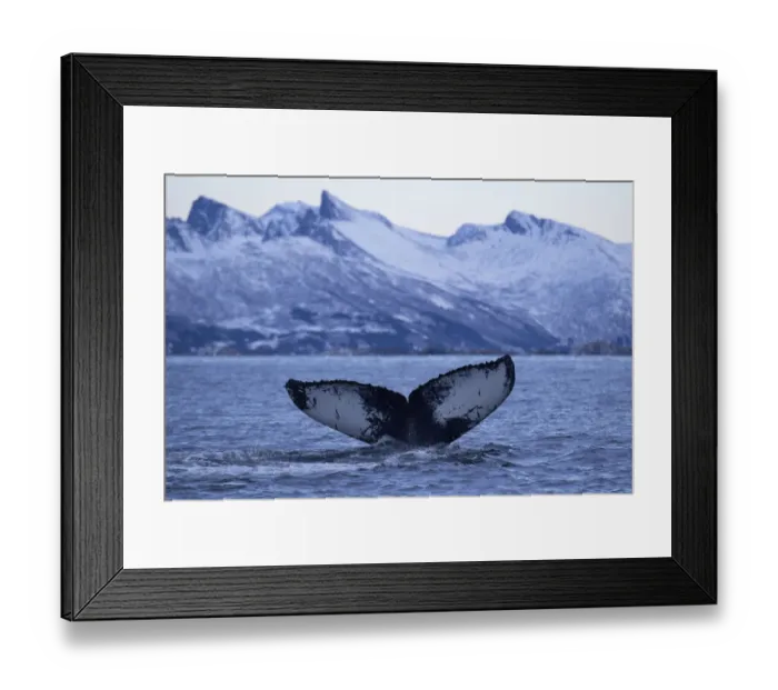 Framed Print : Humpback whale (Megaptera novaeangliae) tail fluke above water before diving, Senja Framed Print : Humpback whale (Megaptera novaeangliae) tail fluke above water before diving, Senja