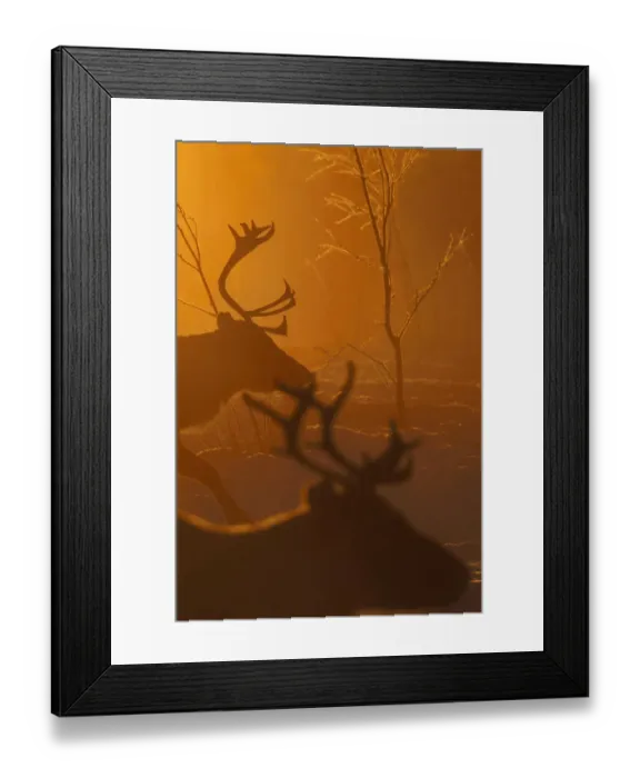 Framed Print : Reindeer (Rangifer tarandus) in atmospheric light, herding in the Saarivuoma Sami community Framed Print : Reindeer (Rangifer tarandus) in atmospheric light, herding in the Saarivuoma Sami community