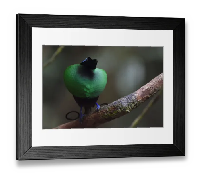 Framed Print : Wilsons bird-of-paradise (Cicinnurus respublica), Waigeo, Raja Ampat, Western Papua Framed Print : Wilsons bird-of-paradise (Cicinnurus respublica), Waigeo, Raja Ampat, Western Papua