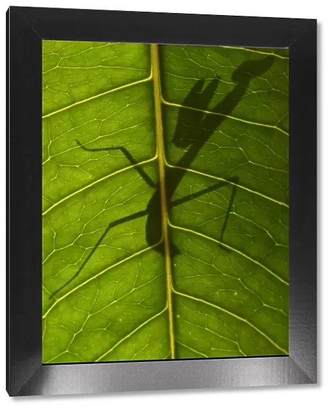 Praying mantis nymph silhouetted through leaf