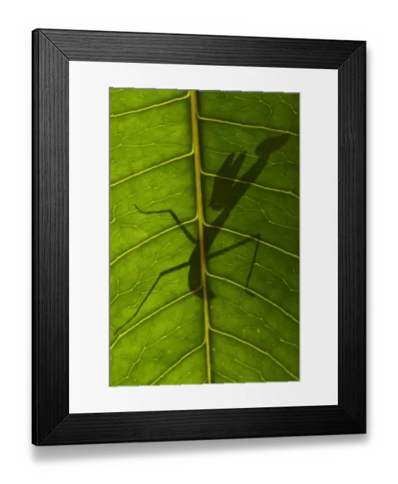 Framed Print : Praying mantis nymph silhouetted through leaf Framed Print : Praying mantis nymph silhouetted through leaf