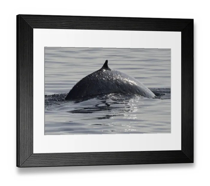 Framed Print : Brydes whale (Balaenoptera brydei) breaching, Raja Ampat, Western Papua, Indonesian New Guinea
