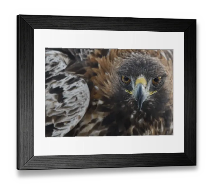 Framed Print : Close up Portrait of a Golden Eagle bird (Aquila chrysaetos) adult male, Kalvtrask Framed Print : Close up Portrait of a Golden Eagle bird (Aquila chrysaetos) adult male, Kalvtrask