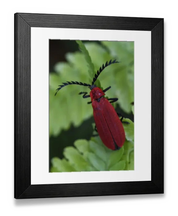 Framed Print : Red beetle (Pyrochroidae) sitting on a leaf, Tongbiguan Nature Reserve, Dehong prefecture Framed Print : Red beetle (Pyrochroidae) sitting on a leaf, Tongbiguan Nature Reserve, Dehong prefecture