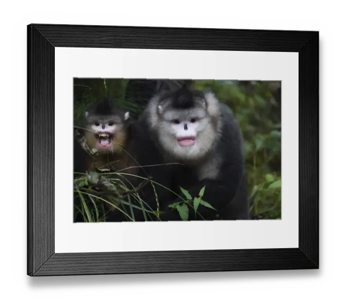 Framed Print : Yunnan, or Black Snub-nosed monkeys (Rhinopithecus bieti) adult and young, Ta Cheng Nature reserve Framed Print : Yunnan, or Black Snub-nosed monkeys (Rhinopithecus bieti) adult and young, Ta Cheng Nature reserve