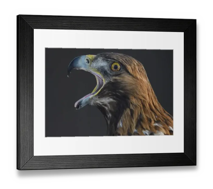 Framed Print : Golden eagle (Aquila chrysaetos) male head portrait beak open calling, Kalvtrask Framed Print : Golden eagle (Aquila chrysaetos) male head portrait beak open calling, Kalvtrask