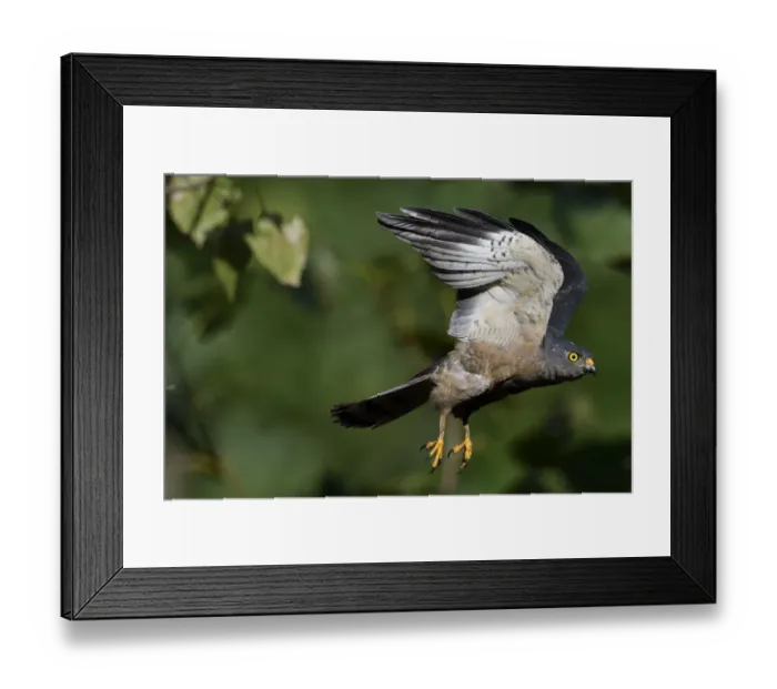 Framed Print : Chinese Sparrowhawk (Accipiter soloensis) flying Guangshui, Hubei province, China, July Framed Print : Chinese Sparrowhawk (Accipiter soloensis) flying Guangshui, Hubei province, China, July