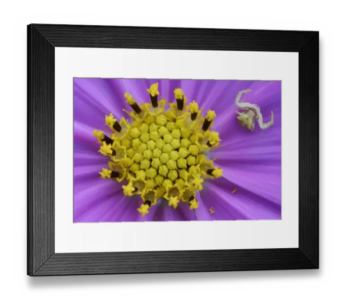 Framed Print : Crab spider (Misumena sp) sitting in a in a Chrysanthemum flower waiting for pray Framed Print : Crab spider (Misumena sp) sitting in a in a Chrysanthemum flower waiting for pray