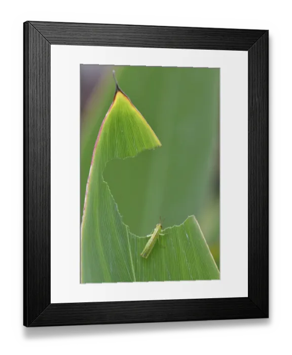 Framed Print : Grasshopper, which has eaten a big hole in a leaf, East Lake Greenway park, Wuhan Framed Print : Grasshopper, which has eaten a big hole in a leaf, East Lake Greenway park, Wuhan