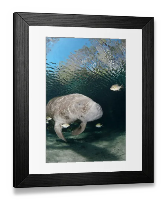 Framed Print : Florida manatee (Trichechus manatus latirostris) at Three Sisters Spring in Crystal River Framed Print : Florida manatee (Trichechus manatus latirostris) at Three Sisters Spring in Crystal River