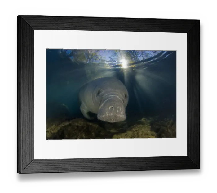 Framed Print : Adult Florida manatee (Trichechus manatus latirostrus) waking up at first light Framed Print : Adult Florida manatee (Trichechus manatus latirostrus) waking up at first light