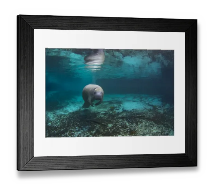 Framed Print : Adult Florida manatee (Trichechus manatus latirostrus) in Three Sisters Spring, Crystal River