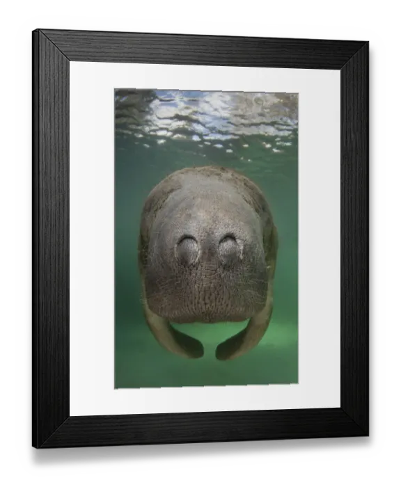 Framed Print : A Florida manatee (Trichechus manatus latirostrus) close up head / nostrils portrait Framed Print : A Florida manatee (Trichechus manatus latirostrus) close up head / nostrils portrait