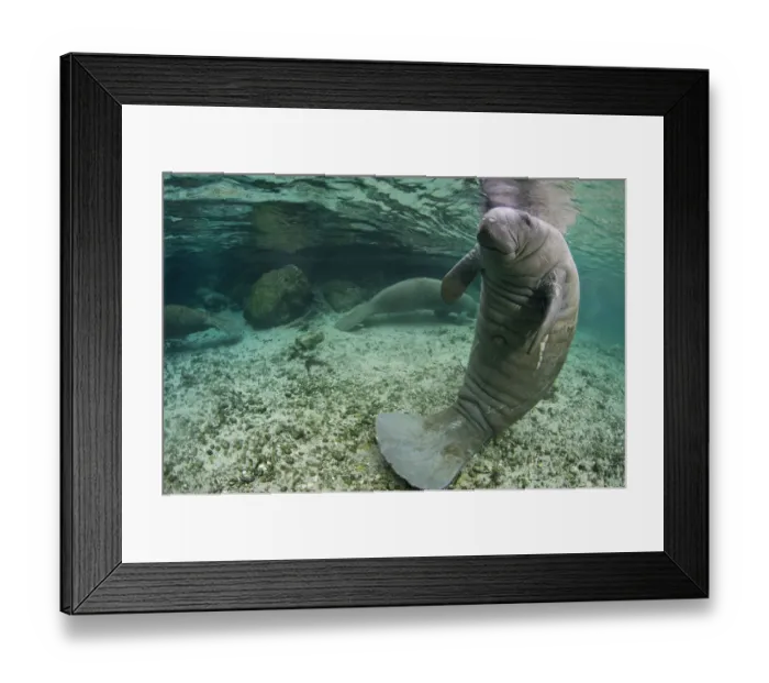 Framed Print : A Florida manatee (Trichechus manatus latirostrus) in upright posture with tail on river bed Framed Print : A Florida manatee (Trichechus manatus latirostrus) in upright posture with tail on river bed