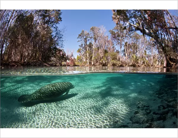 Florida manatee (Trichechus manatus latirostris) swimming into a fresh water spring