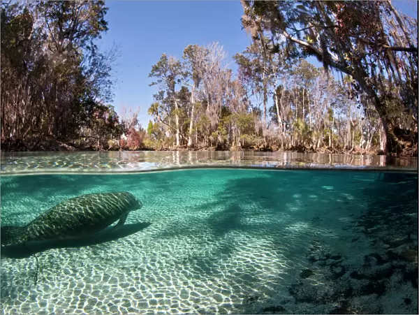 Florida manatee (Trichechus manatus latirostris) swimming into a fresh water spring