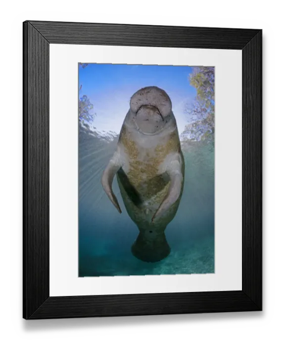Framed Print : Florida manatee (Trichechus manatus latirostris) at Three Sisters Spring, Crystal River Framed Print : Florida manatee (Trichechus manatus latirostris) at Three Sisters Spring, Crystal River