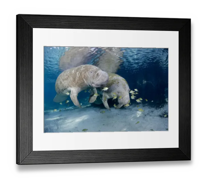 Framed Print : Florida manatees (Trichechus manatus latirostris) gathering at Three Sisters Spring Framed Print : Florida manatees (Trichechus manatus latirostris) gathering at Three Sisters Spring