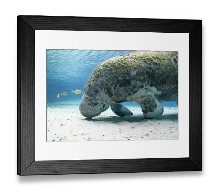 Framed Print : Florida manatee (Trichechus manatus latirostrus), Three Sisters Springs, Crystal River Framed Print : Florida manatee (Trichechus manatus latirostrus), Three Sisters Springs, Crystal River