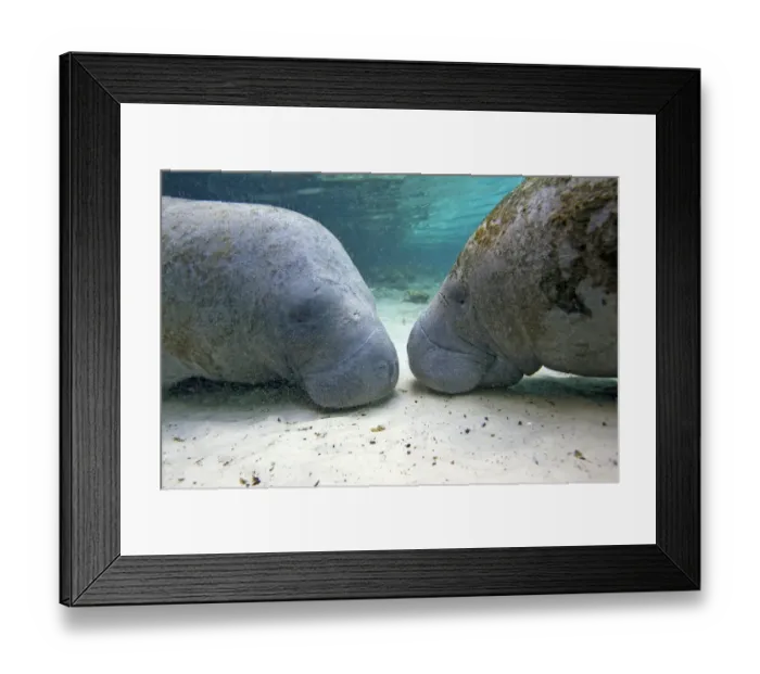 Framed Print : Florida manatee (Trichechus manatus latirostrus), Three Sisters Springs, Crystal River Framed Print : Florida manatee (Trichechus manatus latirostrus), Three Sisters Springs, Crystal River