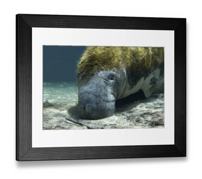 Framed Print : Florida manatee (Trichechus manatus latirostrus), Three Sisters Springs, Crystal River Framed Print : Florida manatee (Trichechus manatus latirostrus), Three Sisters Springs, Crystal River