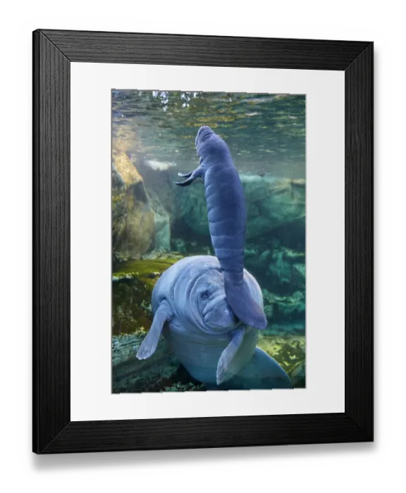Framed Print : Caribbean manatee or West Indian manatee (Trichechus manatus) mother with baby, age two days Framed Print : Caribbean manatee or West Indian manatee (Trichechus manatus) mother with baby, age two days