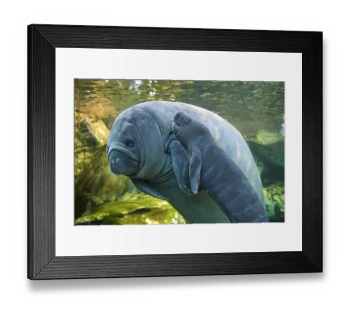 Framed Print : Caribbean manatee or West Indian manatee (Trichechus manatus) mother with baby, age two days Framed Print : Caribbean manatee or West Indian manatee (Trichechus manatus) mother with baby, age two days