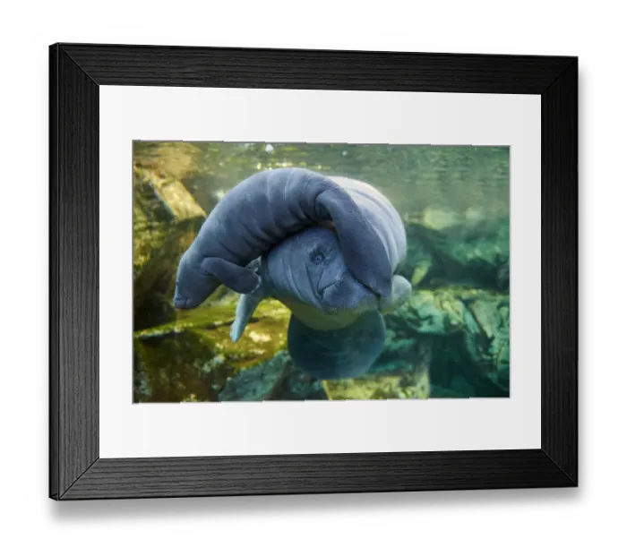 Framed Print : Caribbean manatee or West Indian manatee (Trichechus manatus) mother with baby, age two days Framed Print : Caribbean manatee or West Indian manatee (Trichechus manatus) mother with baby, age two days