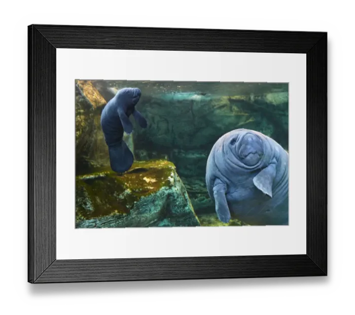 Framed Print : Caribbean manatee or West Indian manatee (Trichechus manatus) mother with baby, age two days Framed Print : Caribbean manatee or West Indian manatee (Trichechus manatus) mother with baby, age two days