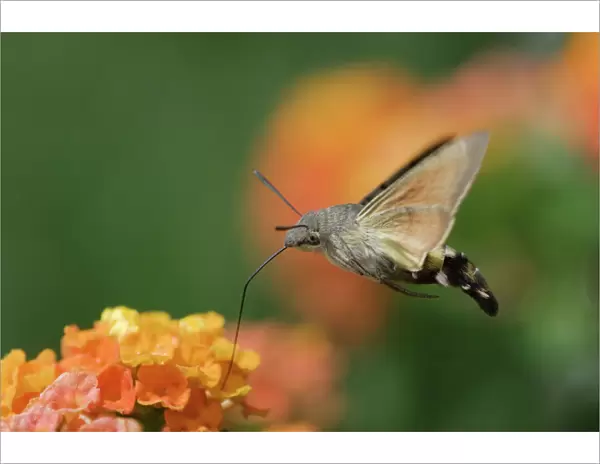 Hummingbird Hawk-moth {Macroglossum stellatarum} adult in flight drinking nectar