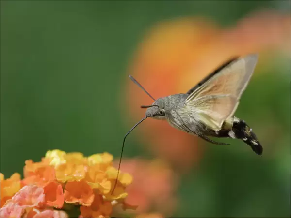 Hummingbird Hawk-moth {Macroglossum stellatarum} adult in flight drinking nectar
