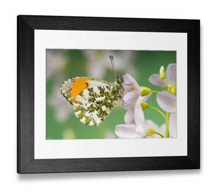 Framed Print : Orange Tip (Anthocaris cardamines) Male at rest on Cuckoo flower / Ladys smock Framed Print : Orange Tip (Anthocaris cardamines) Male at rest on Cuckoo flower / Ladys smock