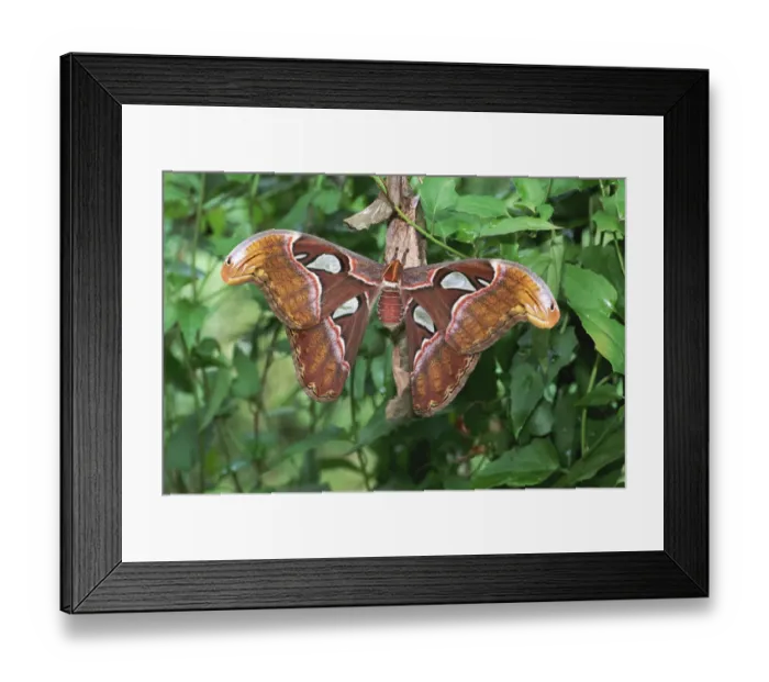 Framed Print : Atlas moth {Attacus atlas} on nurse plant Sri Lanka Framed Print : Atlas moth {Attacus atlas} on nurse plant Sri Lanka