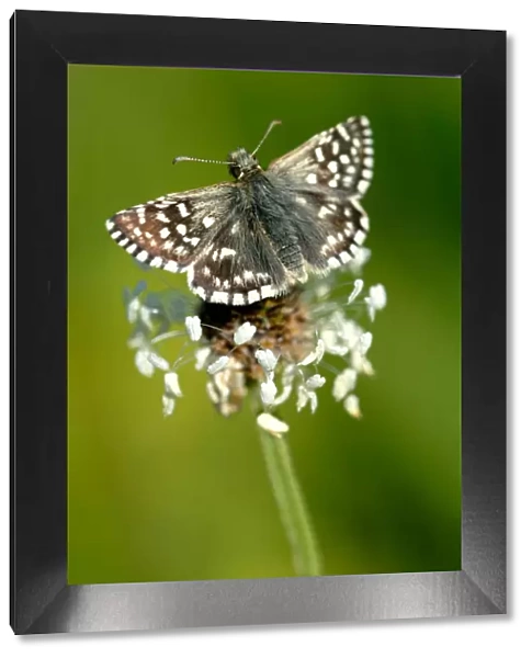 Grizzled skipper butterfly {Pyrgus malvae}, Dorset. UK