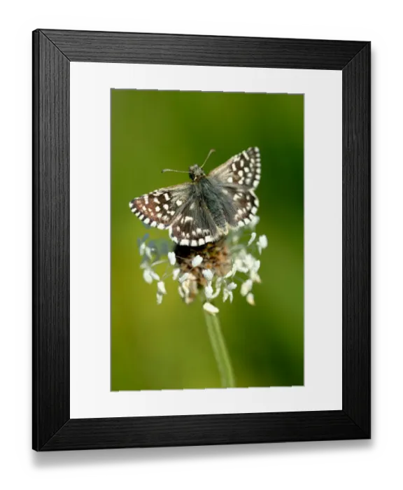 Framed Print : Grizzled skipper butterfly {Pyrgus malvae}, Dorset. UK