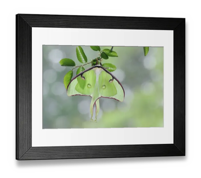 Framed Print : American moon  /  Luna Moth (Actias luna) resting on Cedar Elm (Ulmus crassifolia)