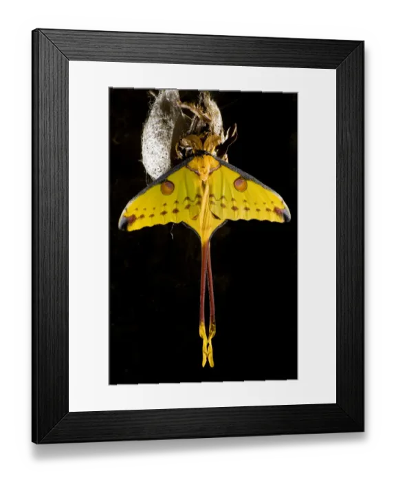 Framed Print : Madagascar moon / Comet moth (Argema mittrei) beside coccoon, captive, Madagascar Framed Print : Madagascar moon / Comet moth (Argema mittrei) beside coccoon, captive, Madagascar