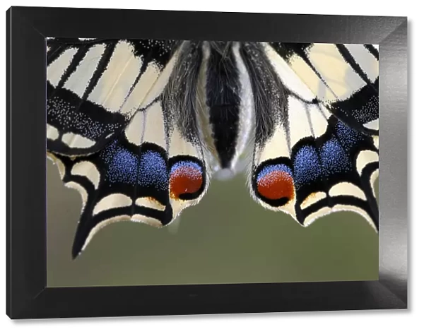 Close-up of Swallowtail (Papilo machaon) wings, Emilia Romagna Region, Italy